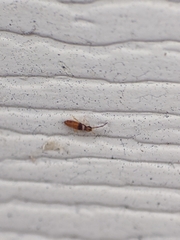 Entomobrya clitellaria