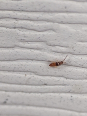 Entomobrya clitellaria