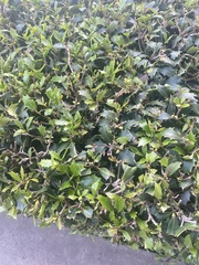 Osmanthus heterophyllus