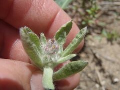 Gamochaeta stagnalis