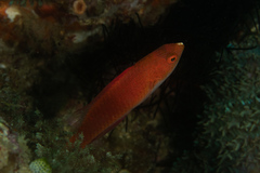 Cirrhilabrus rubripinnis
