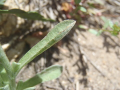 Gamochaeta stagnalis