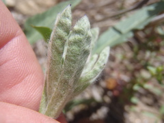 Gamochaeta stagnalis