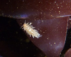 Aeolidia