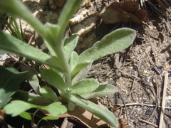 Gamochaeta stagnalis