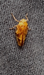 Pseudaphronella jactator