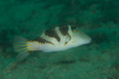 Canthigaster axiologus