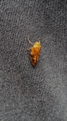 Pseudaphronella jactator