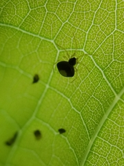 Theridula