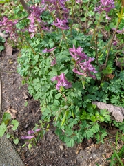 Corydalis solida