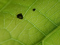 Theridula