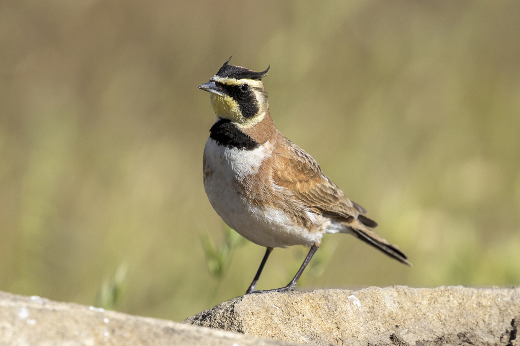 Horned Lark