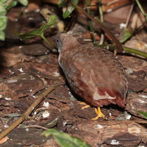 Synoicus chinensis