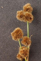 Juncus brachycarpus