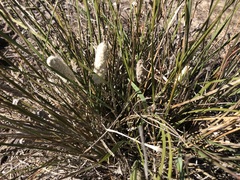 Lomandra leucocephala