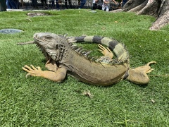 Iguana iguana