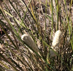 Lomandra leucocephala