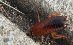 Blattidae
