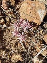 Euphorbia radians