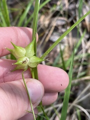 Carex atlantica