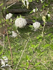 Viburnum carlcephalum
