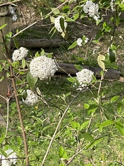 Viburnum carlcephalum