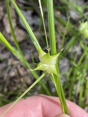 Carex atlantica