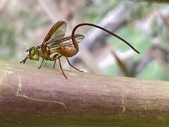 Toxotrypana curvicauda