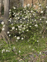 Viburnum carlcephalum