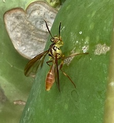 Toxotrypana curvicauda