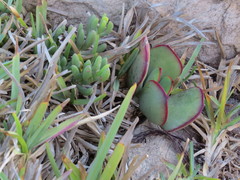 Cotyledon orbiculata orbiculata
