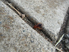 Blattidae