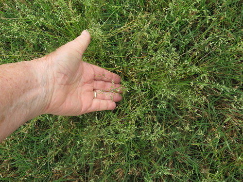 Poa chapmaniana iNat (3)