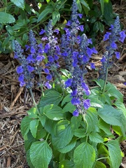 Salvia