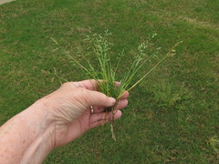 Poa chapmaniana