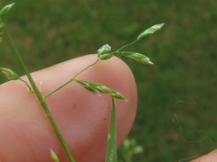 Poa chapmaniana
