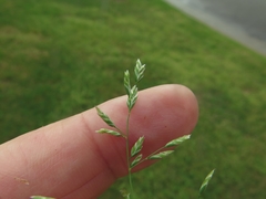 Poa chapmaniana