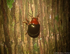 Chalcomela nitida