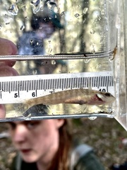 Percina nigrofasciata