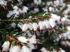 Erica erigena