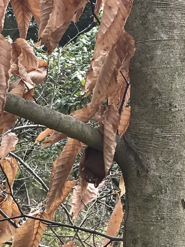 Eastern Red Bat photographed in Delaware