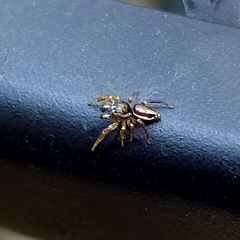 Pelegrina flavipes