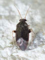 Phoenicocoris