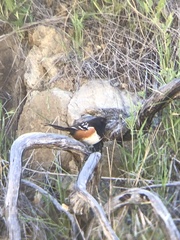 Pipilo maculatus clementae