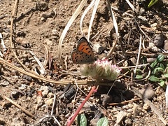 Lycaena cupreus