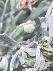 Rhopalomyia pomum