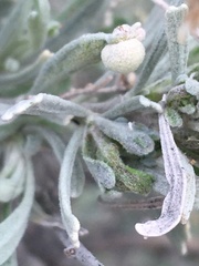 Rhopalomyia pomum