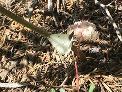 Anthocharis lanceolata