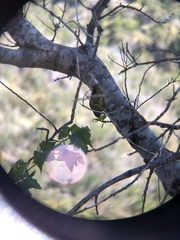 Leiothlypis celata sordida