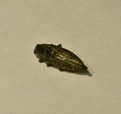 Texania campestris